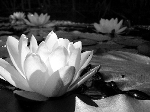 water, White, Lily