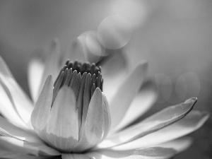 Lily, water