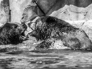 Two cars, rocks, water, Little bears