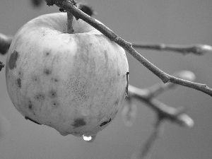 lonely, drop, water, Apple