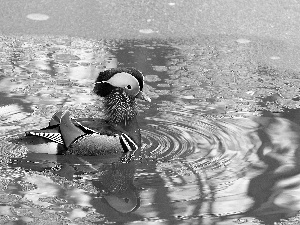 water, duck, mandarine