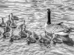 mother, young, water, goose