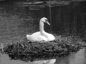 water, Swans, nest