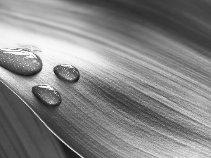 green ones, drops, water, Leaf