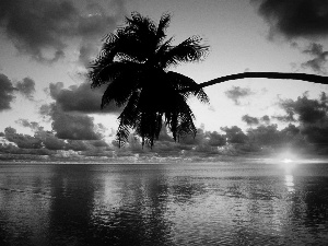 water, Palm, west, sun, clouds