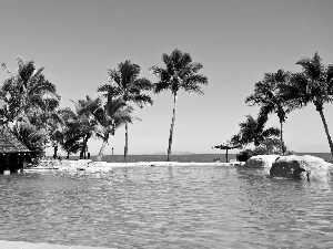 Palms, water