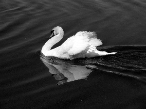 water, Swans, pen