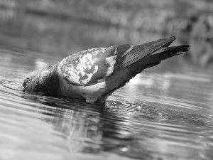 pigeon, water