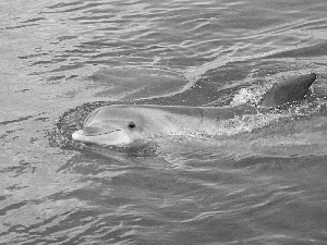 water, dolphin, Pool