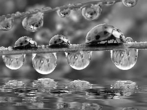 water, reflection, grass, drops, ladybugs