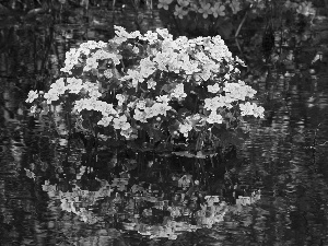 water, marigolds, reflection