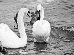 water, Swan, River