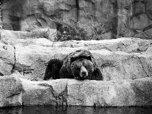 water, bear, rocks