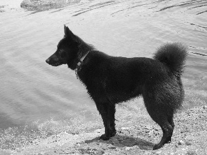 Schipperke, water