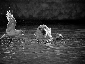 seagull, Teddy Bear, water, Head