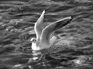 water, Bird, seagull