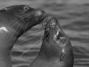 water, Two, seals