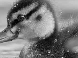small, drops, water, Ducky