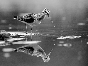 water, Bird, snipe