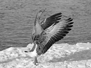 water, snow, goose, dance, Bird