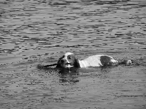 flowing, Stick, water, Welsh Springer Spaniel