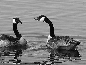 water, geese, Steam