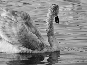 swan, water