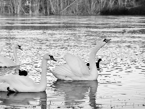 Swan, water