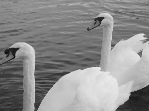 water, White, Swan