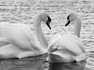 water, White, Swan