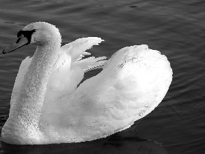 swan, water