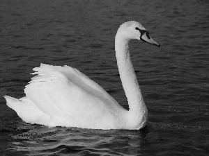 Swans, water