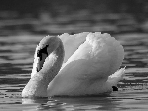 Swans, water