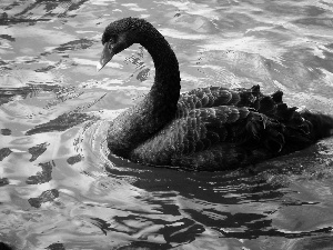 water, Black, Swans