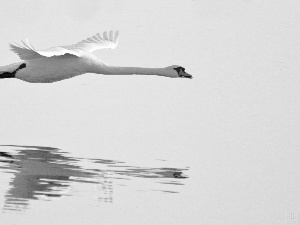 water, flying, Swans