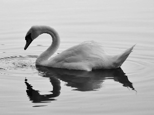 water, White, Swans