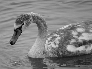 Swans, water