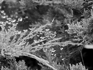 thuja, drops, water, Web