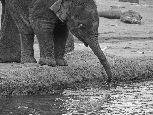 water, Elephant, trumpet