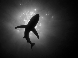 water, shark, turquoise