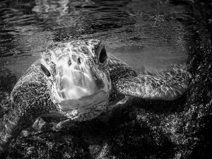 turtle, water