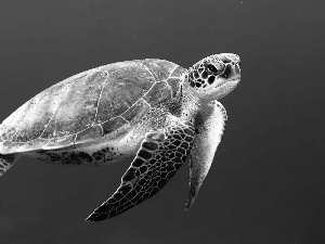 turtle, water