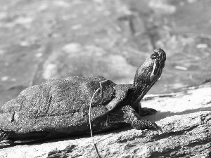 turtle, water