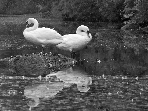 autumn, Swan, water, Two cars