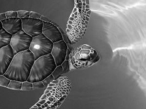 water, turtle, water