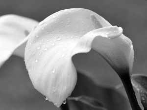 White, drops, water, Calla