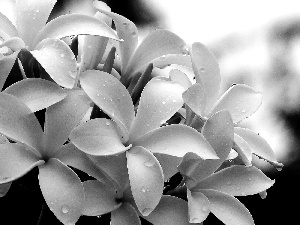 White, drops, water, Plumeria