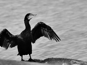 water, cormorant, wings