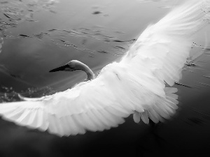 water, Swans, wings