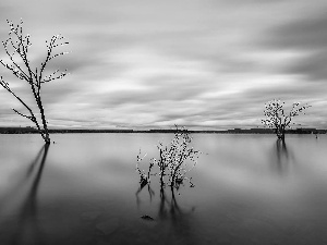 withered, viewes, water, trees